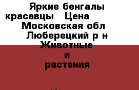 Яркие бенгалы красавцы › Цена ­ 30 000 - Московская обл., Люберецкий р-н Животные и растения » Кошки   . Московская обл.